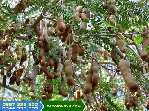 cay_me_thai_giong_me_ngot_de_trong_de_cham_soc Cây me Thái - Giống me ngọt dễ trồng dễ chăm sóc