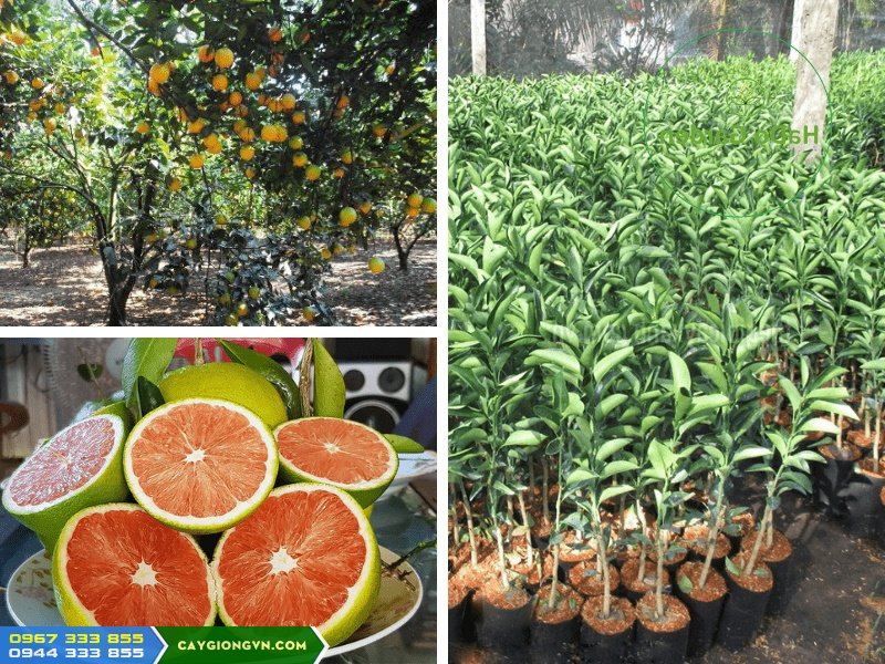 cung_cap_giong_cam_cara_ruot_do_khong_hat Cung Cấp giống cam cara ruột đỏ giá trị kinh tế cao
