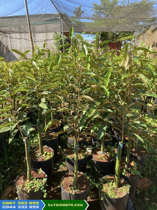 cung_cap_giong_sau_rieng_black_thorn_d200 Cung cấp giống sầu riêng black thorn d200