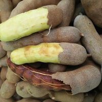 Giống cây me Thái (Me ngọt Thái Lan)