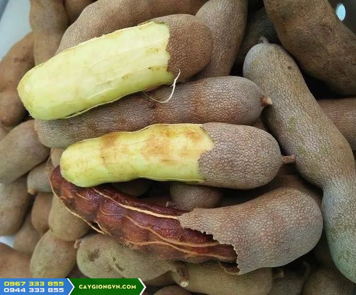 giong_cay_me_thai_me_ngot Giống cây me Thái (Me ngọt Thái Lan)