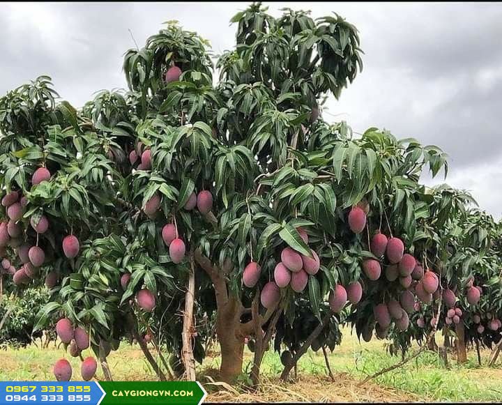 giong_cay_xoai_dai_loan_do_xoai_ngoc_van Cây xoài Đài Loan đỏ (xoài Ngọc Vân)