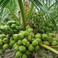 Giống dừa xiêm xanh lùn (dừa lùn trái xanh, dừa xiêm lục)