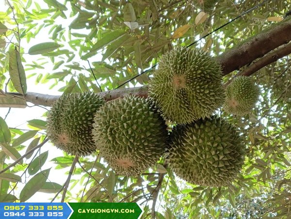 giong_sau_rieng_black_thorn_d200 Giống sầu riêng Malaysia D200 (Black thorn)