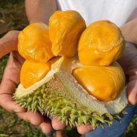 Giống sầu riêng black thorn malaysia (giống d200)