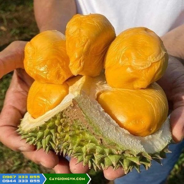 giong_sau_rieng_black_thorn_d200_h2 Giống sầu riêng black thorn malaysia (giống d200)