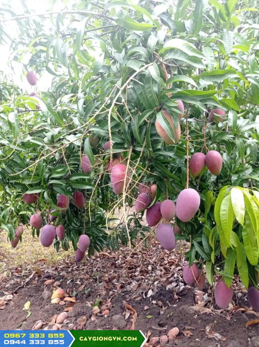 giong_xoai_dai_loan_do_xoai_tim_ngoc_van Giống xoài Đài Loan đỏ (Xoài tím Ngọc Vân)