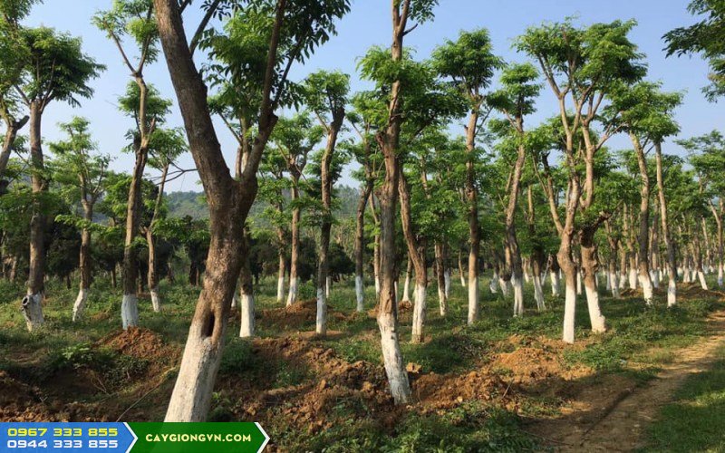 ky_thuat_trong_cay_giang_huong Kỹ thuật trồng cây giáng hương