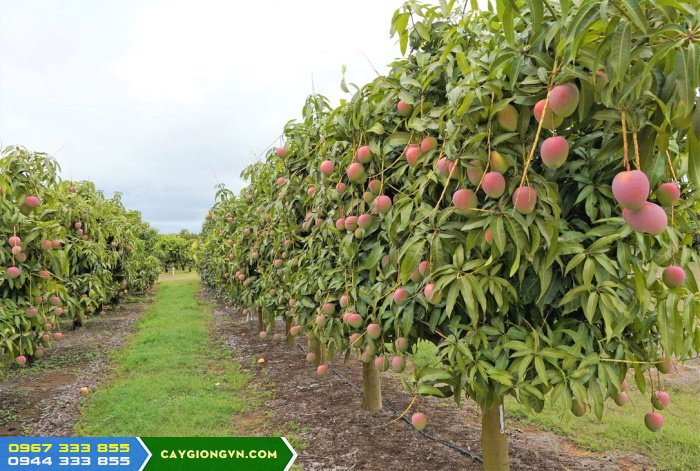 ky_thuat_trong_xoai_uc Kỹ thuật trồng giống xoài úc