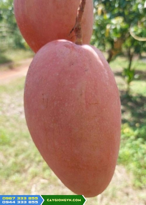 trai_xoai_ngoc_van_xoai_do_dai_loan Trái xoài ngọc vân (xoài đỏ đài loan)