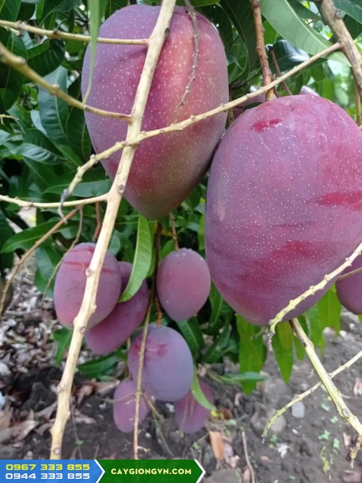 xoai_dai_loan_do_xoai_tim_ngoc_van Xoài Đài Loan đỏ (còn gọi là xoài tím Ngọc Vân)