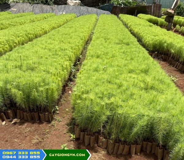 Cung cấp cây giống thông ba lá