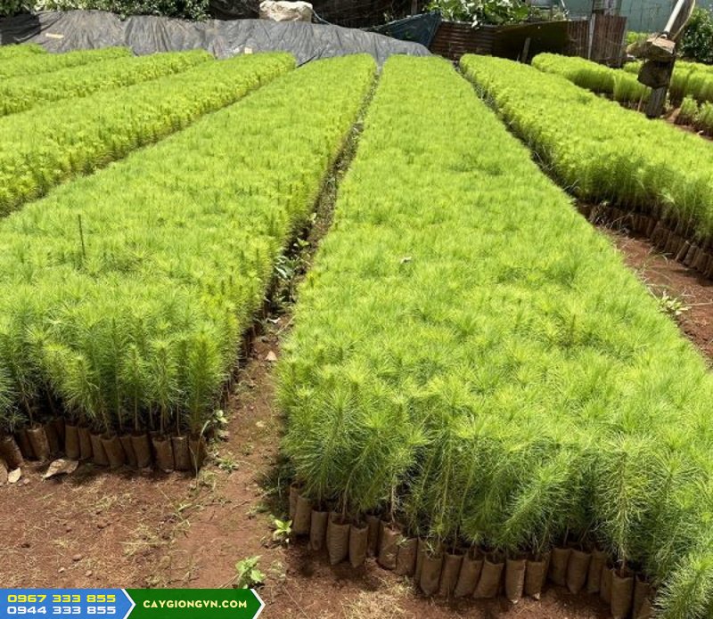 Cung cấp cây giống thông ba lá