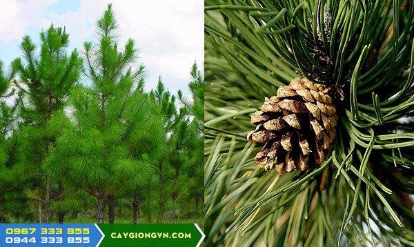 Cây thông ba lá Đà Lạt Cây thông ba lá Đà Lạt