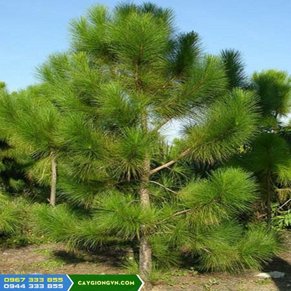 Giống thông 3 lá Đà Lạt