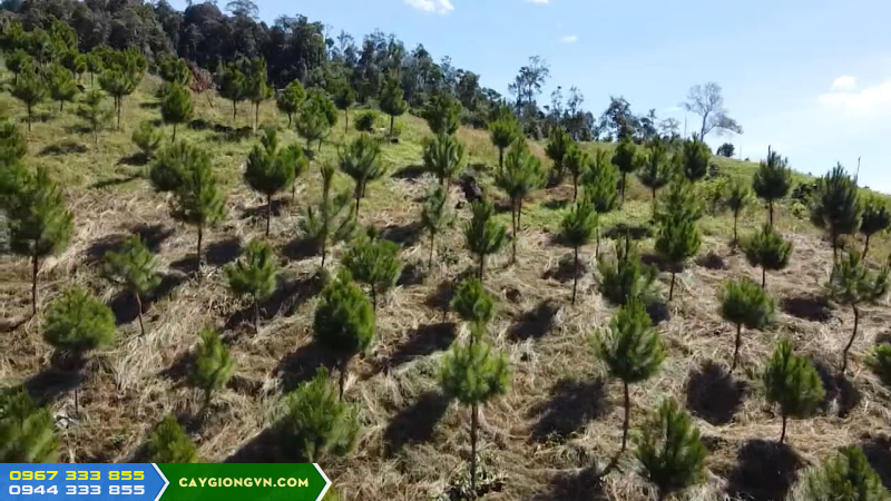 ky_thuat_trong_giong_cay_thong_ba_la Kỹ thuật trồng cây thông ba lá Đà Lạt