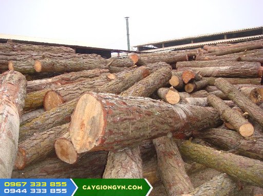 trong_cay_thong_lay_go