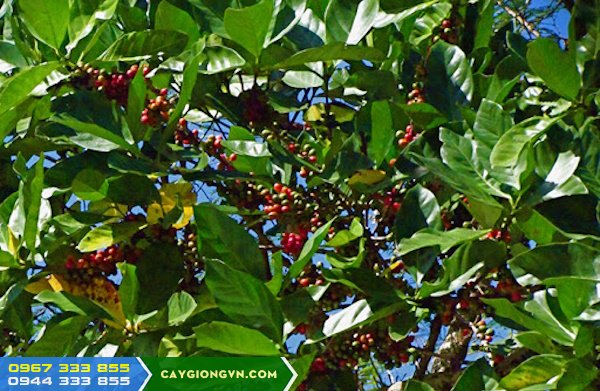 cay_ca_phe_mit_coffea_liberica Cây cà phê mít (Coffea liberica)