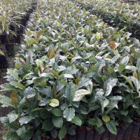 Cây giống cà phê mít
