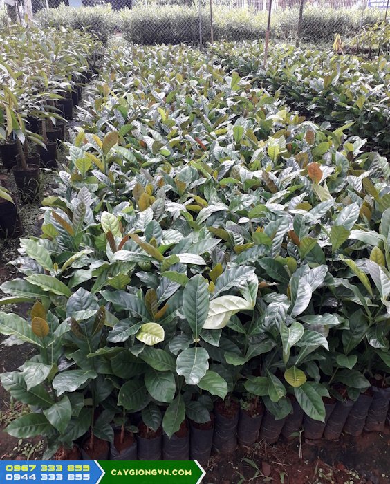 cay_giong_ca_phe_mit Cây giống cà phê mít