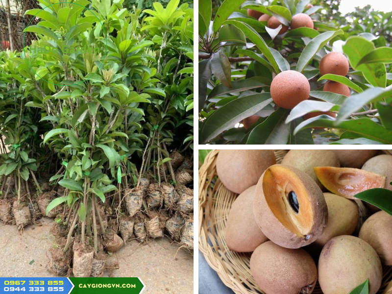 cay_giong_hong_xiem_xoai_thai_sapoche_thai Cây giống hồng xiêm xoài thái (sapoche thái)