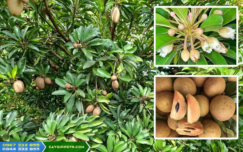 dac_diem_cay_hong_xiem_xoai_thai Đặc điểm cây hồng xiêm xoài Thái