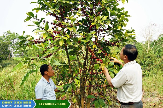 dac_diem_giong_ca_phe_mit Đặc điểm giống cà phê mít