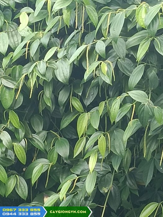 giong_ho_tieu_tung_linh Cung cấp giống tiêu Tùng Linh