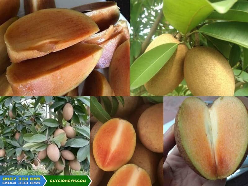 giong_hong_xiem_xoai_thai Giống hồng xiêm xoài thái (sa pô chê thái)