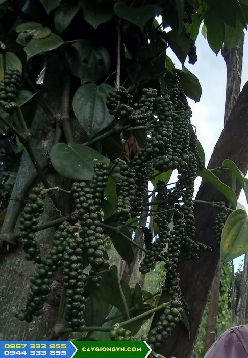 giong_tieu_moi_giong_tieu_tung_linh Tiêu Tùng Linh - Giống tiêu mới năng suất cao