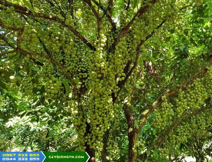 cay_dau_da_xanh_cay_dau_xanh Kỹ thuật trồng cây dâu da xanh