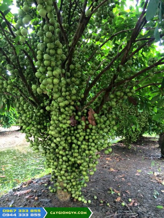cay_dau_xanh_dau_da_xanh_trong_tai_mien_tay Đặc điểm cây dâu da xanh (dâu da thái, dâu da ngọt)
