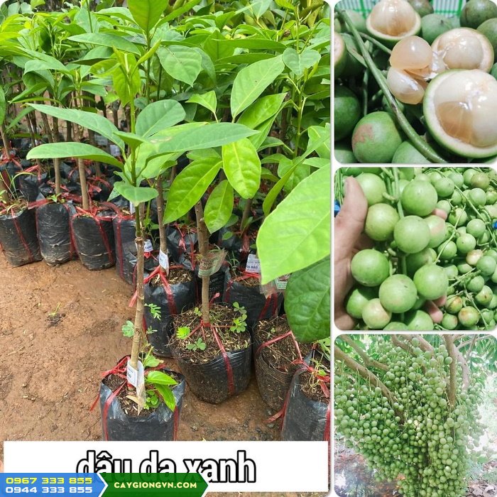 cay_giong_dau_da_xanh_cay_giong_dau_xanh Địa chỉ cung cấp cây giống dâu da xanh?
