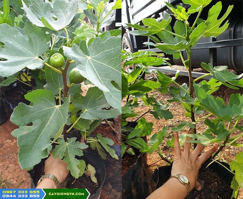 cung_cap_cay_giong_sung_my Mua cây giống sung Mỹ ở đâu đảm bảo