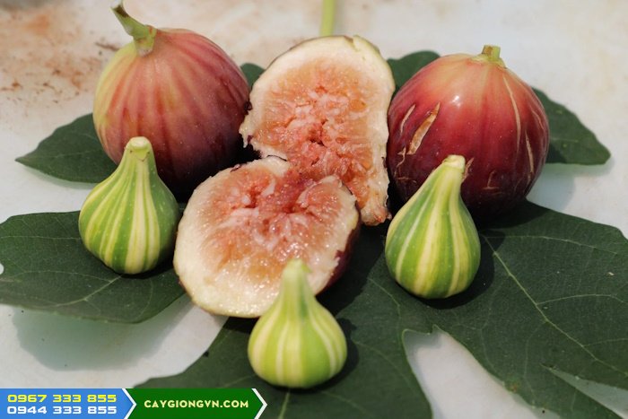 dac_diem_giong_cay_sung_my Có những giống sung Mỹ nào phổ biến