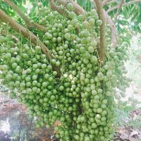 Giống cây dâu da xanh (dâu xanh, dâu da thái)