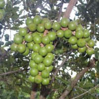 Giống mắc ca QN1 năng suất cao