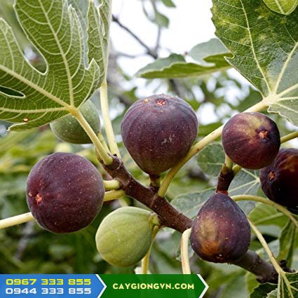 giong_cay_sung_my Nguồn gốc và đặc điểm giống cây sung Mỹ