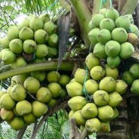 Giống dừa xiêm dây (dừa ẻo, dừa xiêm ẻo, dừa đùn)