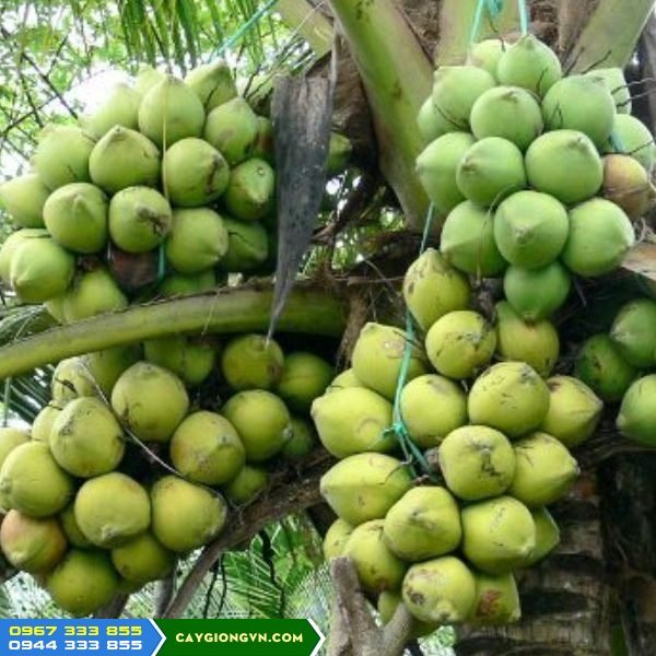 Giống dừa xiêm dây (dừa ẻo, dừa xiêm ẻo, dừa đùn)