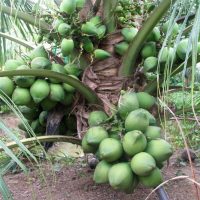 Giống dừa xiêm dứa: Dễ trồng, nhanh thu hoạch, giá trị kinh tế cao