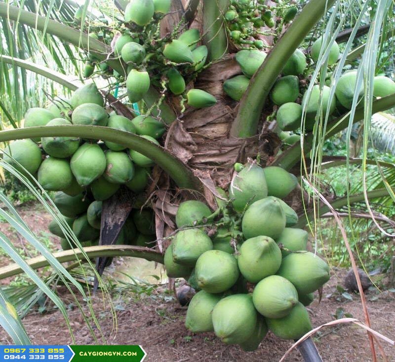 giong_dua_xiem_dua Giống dừa xiêm dứa: Dễ trồng, nhanh thu hoạch, giá trị kinh tế cao