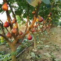 Kỹ thuật trồng và chăm sóc cây sung Mỹ