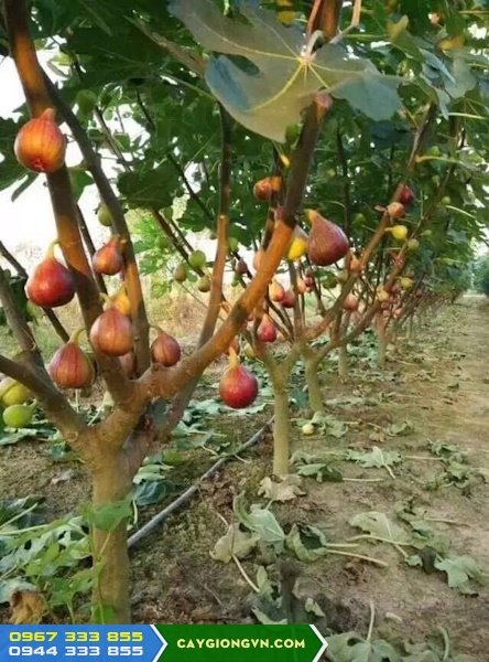 ky_thuat_trong_va_cham_soc_cay_sung_my Kỹ thuật trồng và chăm sóc cây sung Mỹ