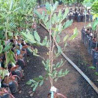 Cây giống nhãn xuồng cơm vàng