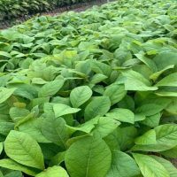 Mua cây giống gỗ tếch ở đâu đảm bảo