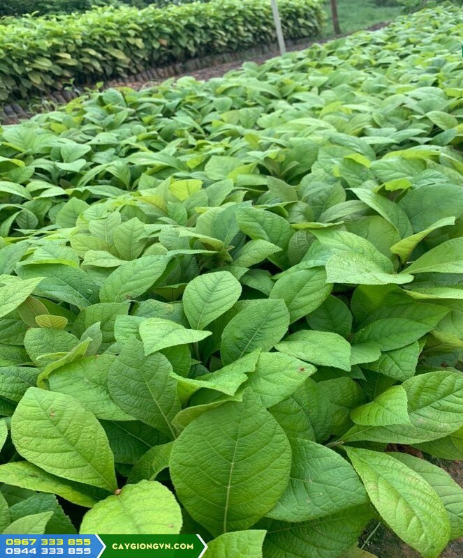 cay_giong_tech_teak_gia_ty Mua cây giống gỗ tếch ở đâu đảm bảo