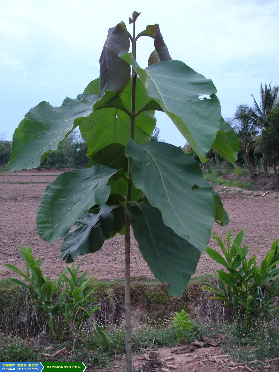 cay_go_tech_teak_gia_ty Kỹ thuật trồng cây gỗ tếch (cây giá tỵ)