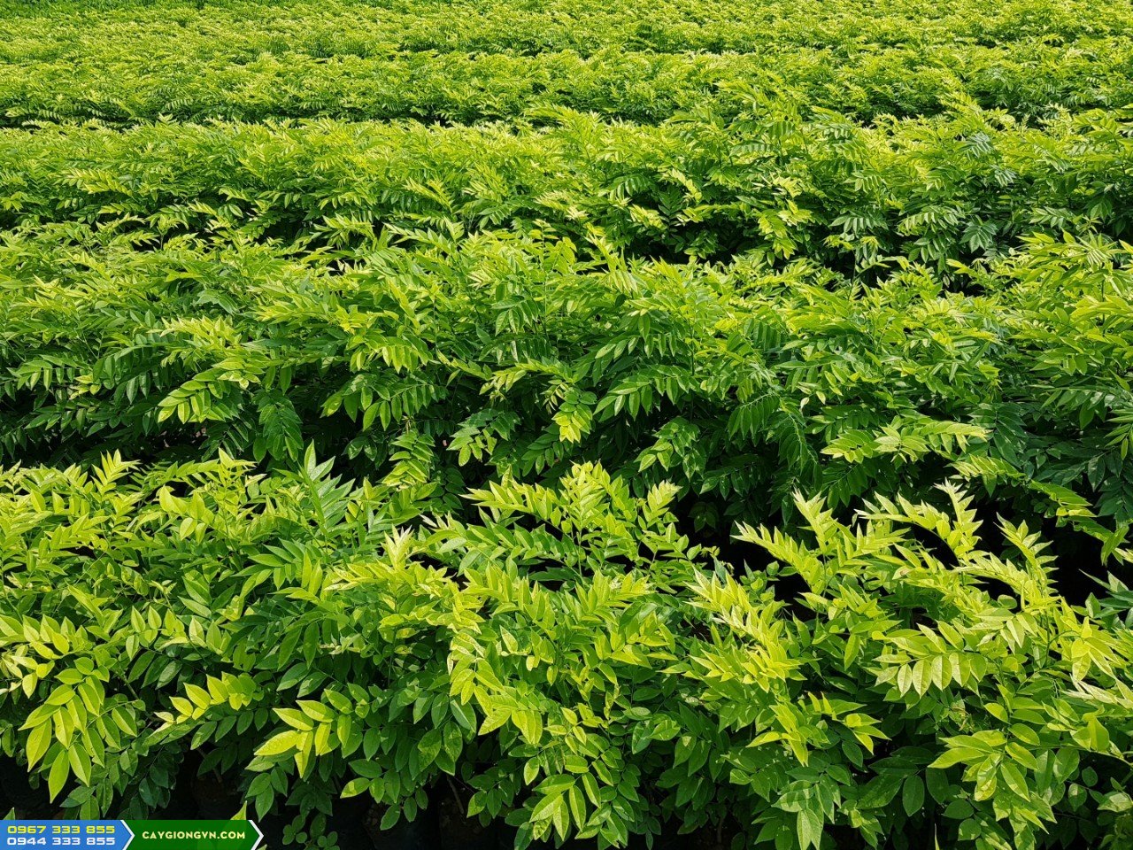 cung_cap_cay_giong_sua_do_trac_thoi Địa Chỉ Cung Cấp Cây Giống Sưa Đỏ Ở Đâu Uy Tín?