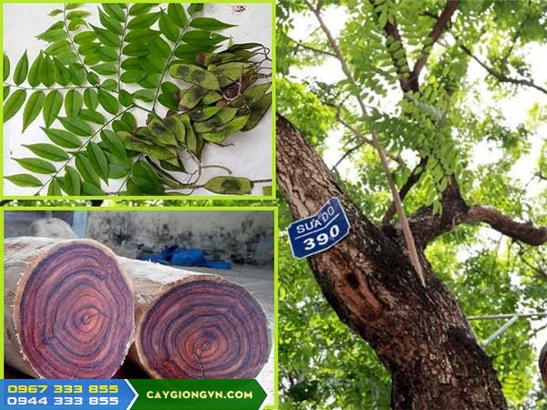 cung_cap_giong_cay_sua_do_trac_thoi Kỹ thuật trồng cây sưa đỏ